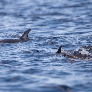 Common dolphins